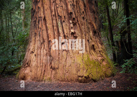 Le Colonel Armstrong arbre. Armstrong Redwoods Parc Naturel Banque D'Images