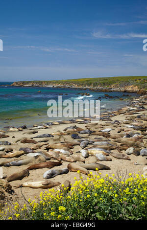 Le Nord de Piedras Blancas Elephant Seal rookery, Pacific Coast Highway, près de San Simeon, Central Coast, Californie, USA Banque D'Images