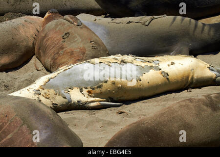 Le Nord de Piedras Blancas Elephant Seal rookery, Pacific Coast Highway, près de San Simeon, Central Coast, Californie, USA Banque D'Images