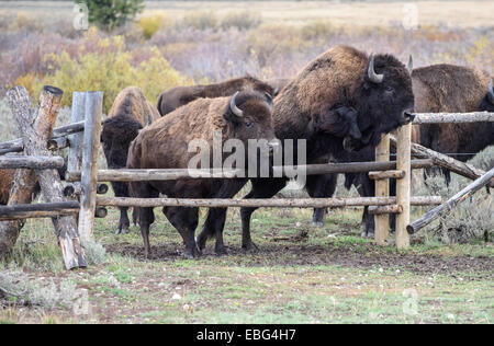 Bison d'Amérique l'itinérance dans le Grand Teton National Park, Wyoming. Banque D'Images