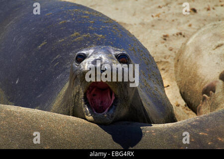 Le Nord de Piedras Blancas Elephant Seal rookery, Pacific Coast Highway, près de San Simeon, Central Coast, Californie, USA Banque D'Images