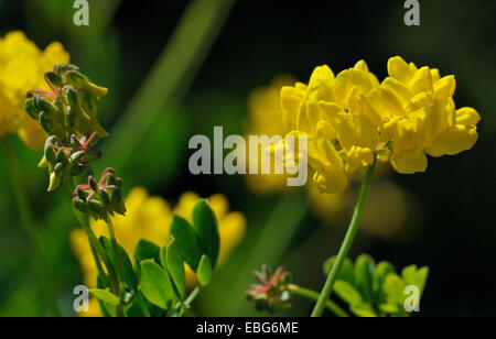 La vesce - Scorpion Coronilla coronata légumineuse jaune fleur Banque D'Images