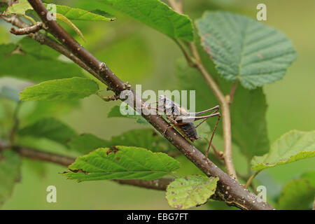 (Pholidoptera griseoaptera Bushcricket sombre) Banque D'Images