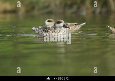 Marbré de canard (Marmaronetta angustirostris) Banque D'Images