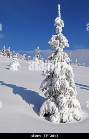 C'est joyeuse journée d'hiver. Sapin recouvert de givre et de neige est au premier plan. Banque D'Images