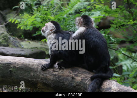 Toilettage deux singes capucins à tête blanche (Cebus capucinus) sur une branche. aka white-faced ou singe capucin à gorge blanche Banque D'Images