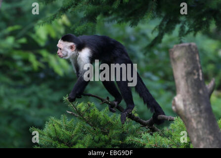 Blanc d'Amérique du Sud à la tête de singe capucin (Cebus capucinus) très haut dans un arbre. aka white face, singe du capucin à gorge blanche Banque D'Images