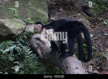 Deux singes capucins à tête blanche (Cebus capucinus) posing together alias ou à face blanche singe capucin à gorge blanche Banque D'Images