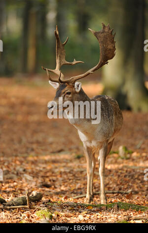 Le daim (Dama dama), buck, debout dans la forêt, captive, Basse-Saxe, Allemagne Banque D'Images