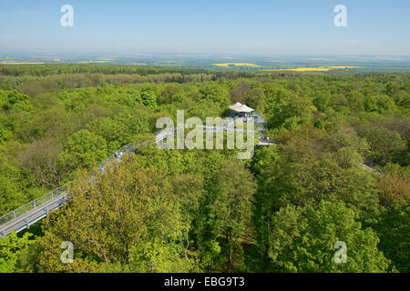 Baumkronenpfad ou Canopy Walk Way au printemps Forêt, Parc national du Hainich, Thuringe, Allemagne Banque D'Images