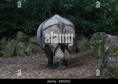 Les Indiens à une corne ( rhinocéros Rhinoceros unicornis) pâturage, vu de l'arrière Banque D'Images