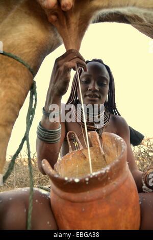 Femme Himba traire une vache, Ombombo, Kaokoland, Kunene, Namibie Banque D'Images