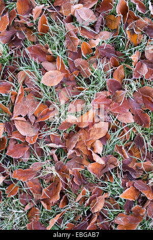 Feuilles de hêtre tombé sur l'herbe dans le froid