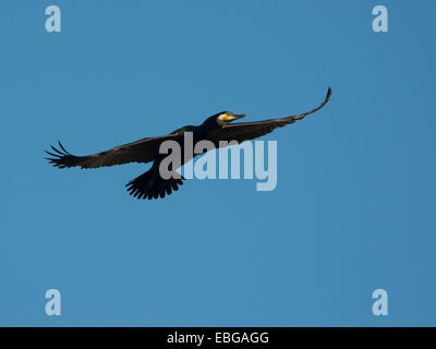 Grand Cormoran (Phalacrocorax carbo) en vol, Texel, à l'ouest de l'archipel Frison, province de la Hollande du Nord, Pays-Bas Banque D'Images