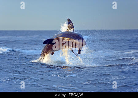 Grand requin blanc (Carcharodon carcharias) de chasser une proie, Seal Island, Western Cape, Afrique du Sud Banque D'Images