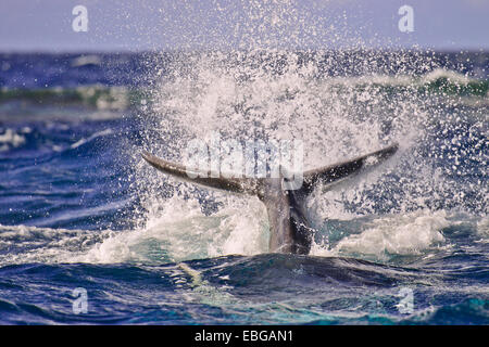 Baleine à bosse (Megaptera novaeangliae), Fluke, Silverbanks, République Dominicaine Banque D'Images