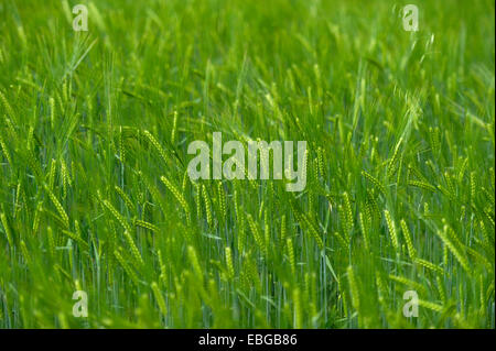 Grainfield immatures avec les oreilles de l'orge (Hordeum vulgare), Aschheim, Haute-Bavière, Bavière, Allemagne Banque D'Images