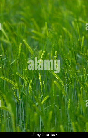 Grainfield immatures avec les oreilles de l'orge (Hordeum vulgare), Aschheim, Haute-Bavière, Bavière, Allemagne Banque D'Images