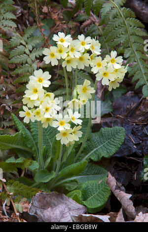 Oxlip (Primula elatior), Innsbruck, Tyrol, Autriche Banque D'Images