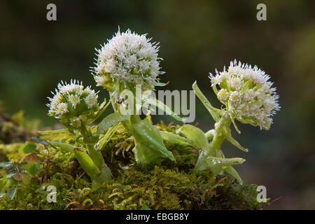 Pétasite blanc (Petasites albus), Innsbruck, Tyrol, Autriche Banque D'Images