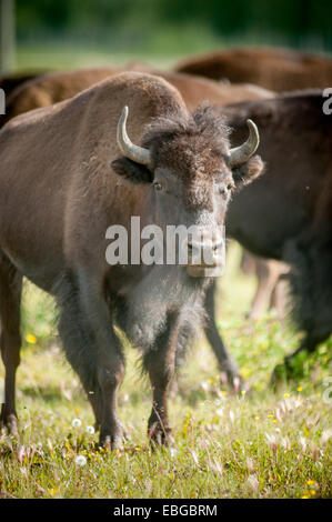 Bison (Bison bison) dans la zone de pâturage en Alaska Banque D'Images