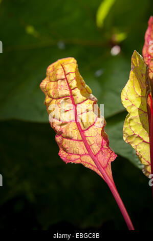 Bette à carde (Beta vulgaris subsp. cicla) croissant sur une ferme de l'Alaska Banque D'Images