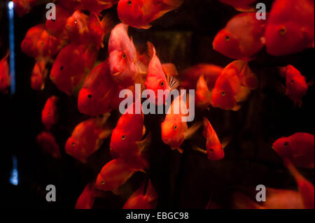 Banc de poissons rouges dans un aquarium à Beijing, Chine Banque D'Images