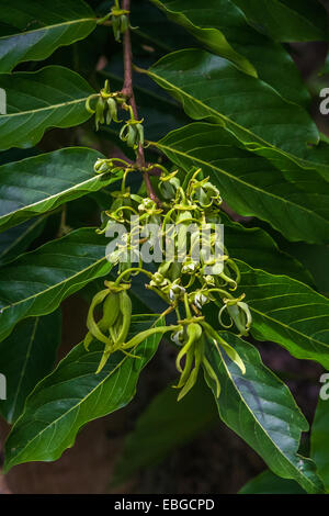 Fleurs d'ylang-ylang sur l'arbre, pour la fabrication d'huile essentielle à Nosy Be, Madagascar Banque D'Images