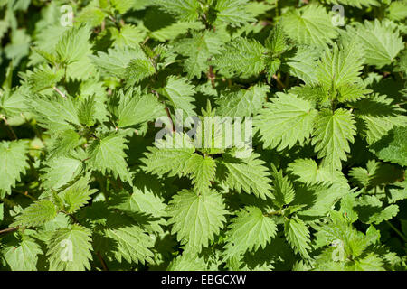 La grande ortie (Urtica dioica), Thuringe, Allemagne Banque D'Images