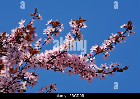 Blossoming branches d'un cerisier à feuilles pourpre-prune (Prunus cerasifera nigra) contre un ciel bleu, Eckental, Moyenne-franconie Banque D'Images