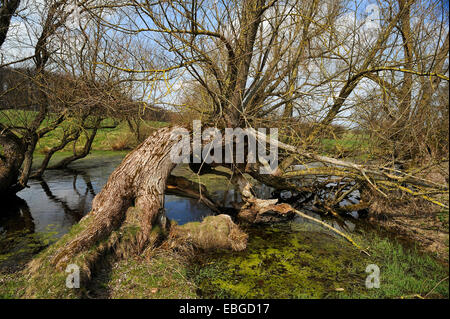 Vieux saule (Salix) à un trou de glace morte électrique, près de Othenstorf, Mecklembourg-Poméranie-Occidentale, Allemagne Banque D'Images