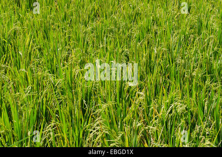 Les plants de riz (Oryza sativa) croissant dans une rizière, Tegallalang, Bali, Indonésie Banque D'Images