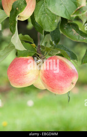 Goldjon dessert Apple dans un verger Banque D'Images