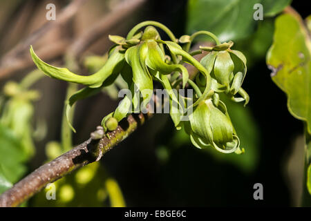 Fleurs d'ylang-ylang sur l'arbre, pour la fabrication d'huile essentielle à Nosy Be, Madagascar Banque D'Images