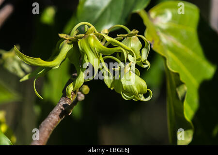 Fleurs d'ylang-ylang sur l'arbre, pour la fabrication d'huile essentielle à Nosy Be, Madagascar Banque D'Images