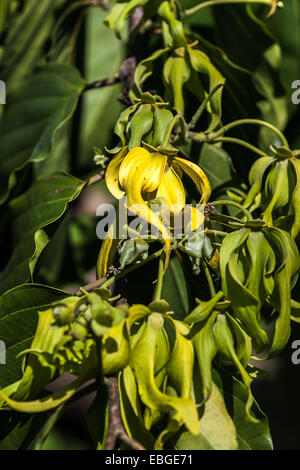 Fleurs d'ylang-ylang sur l'arbre, pour la fabrication d'huile essentielle à Nosy Be, Madagascar Banque D'Images