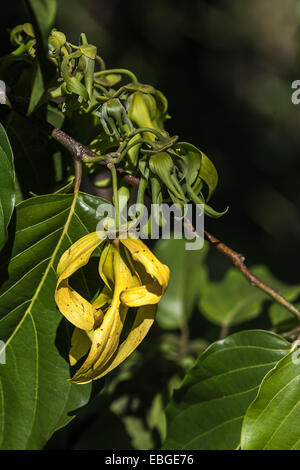 Fleurs d'ylang-ylang sur l'arbre, pour la fabrication d'huile essentielle à Nosy Be, Madagascar Banque D'Images