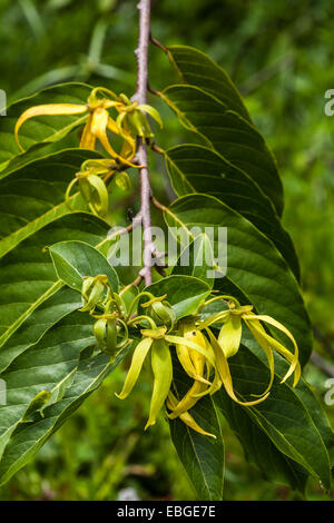 Fleurs d'ylang-ylang sur l'arbre, pour la fabrication d'huile essentielle à Nosy Be, Madagascar Banque D'Images
