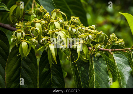 Fleurs d'ylang-ylang sur l'arbre, pour la fabrication d'huile essentielle à Nosy Be, Madagascar Banque D'Images