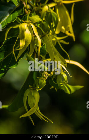 Fleurs d'ylang-ylang sur l'arbre, pour la fabrication d'huile essentielle à Nosy Be, Madagascar Banque D'Images