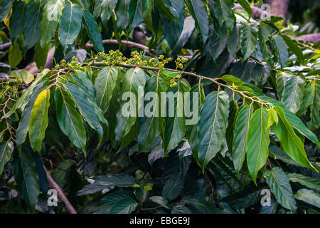Fleurs d'ylang-ylang sur l'arbre, pour la fabrication d'huile essentielle à Nosy Be, Madagascar Banque D'Images