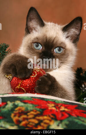 Chaton British Shorthair Banque D'Images