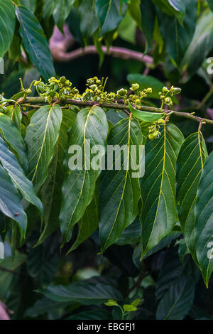 Fleurs d'ylang-ylang sur l'arbre, pour la fabrication d'huile essentielle à Nosy Be, Madagascar Banque D'Images