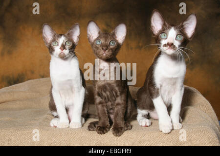 Chaton Peterbald Banque D'Images
