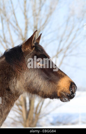 Quarter Horse Portrait Banque D'Images