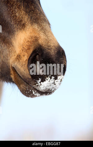 Bouche Quarter Horse Banque D'Images