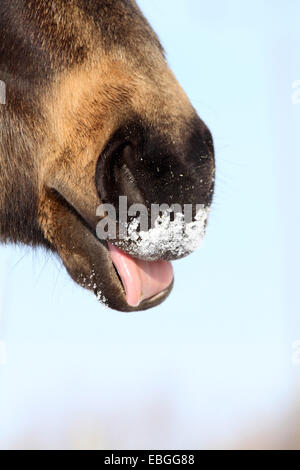 Bouche Quarter Horse Banque D'Images