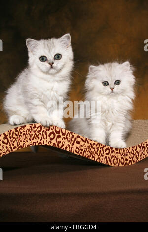 Chat persan et Exotic Shorthair Banque D'Images