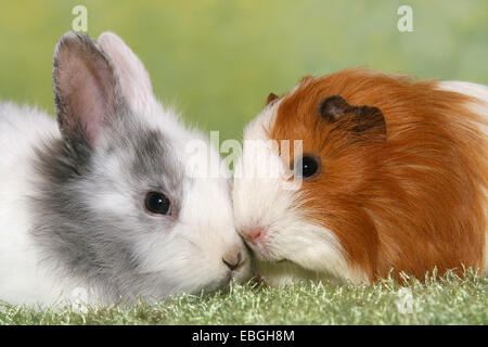 Lapin nain et cochon guninea Banque D'Images