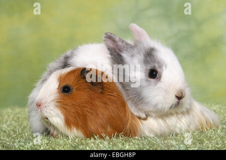 Lapin nain et cochon guninea Banque D'Images